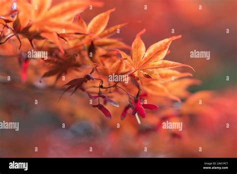 Japanese Fall Foliage Stock Photo - Alamy