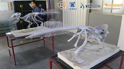 Vitamin Imagination - Koreaceratops hwaseongensis skeleton life size