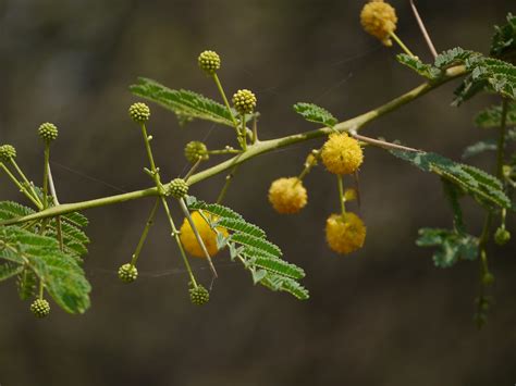 Vachellia nilotica subsp. indica | Dinesh Valke | Flickr