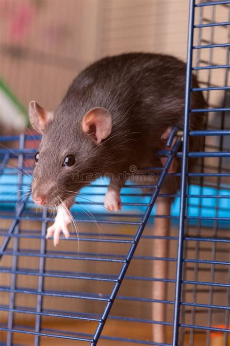 Black rat in cage closeup stock photo. Image of cute - 255611060