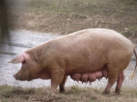 Gloucester Old Spot Sow Free Stock Photo - Public Domain Pictures