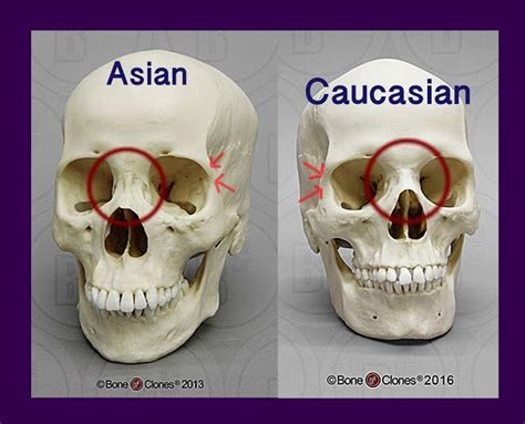 Pin by Yarrow Ellison on anatomy | Skull anatomy, Face anatomy, Anatomy ...