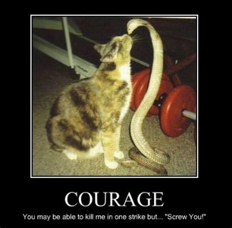 Courage | Funny Pictures, Quotes, Pics, Photos, Images. Videos of ...