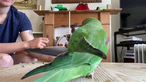 Pet Bird Trick Training | Pet bird, Pets, Conure