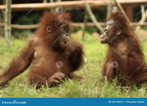 Orangutan Eating Stock Images - Download 1,655 Royalty Free Photos