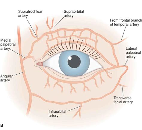 Eyelid and Periocular | Plastic Surgery Key