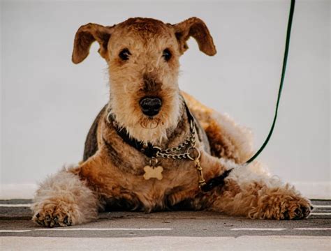 Terrier Dog Breeds & Their Characteristics - PetsTime