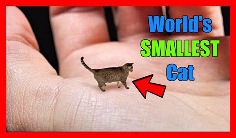 The Smallest Cat In The World Ever