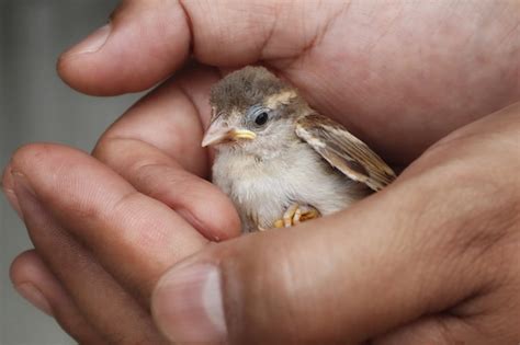 Premium Photo | Little bird in hand