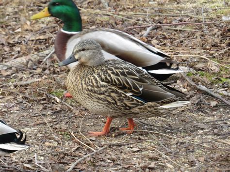 Female mallard duck | Pretty birds, Bird houses, Mallard duck