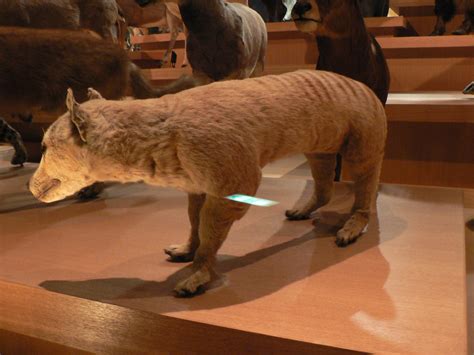 "Tasmanian wolf" | Ueno Royal Museum, Japan | Peter Halasz | Flickr