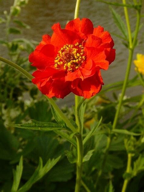 Geum - Mrs Bradshaw - Premier Seeds Direct