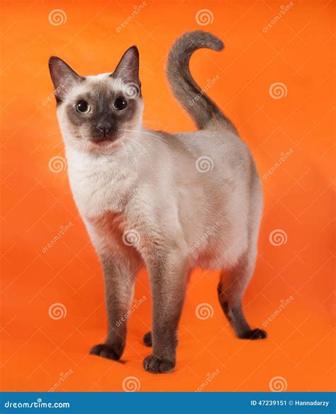 Thai Cat with Blue Eyes Standing on Orange Stock Image - Image of gray, mammal: 47239151
