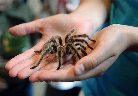 16,000+ Tarantula Stock Photos, Pictures & Royalty-Free Images - iStock