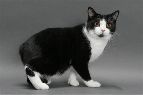 Manx cat (Manx) breed description, characteristics, appearance, history ...