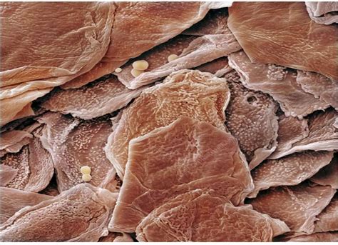 Human Skin Cells - ePuzzle photo puzzle