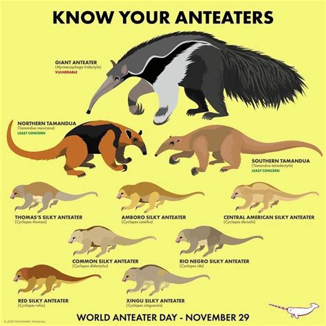 Know Your Anteaters | Unusual animals, Anteater, Interesting animals