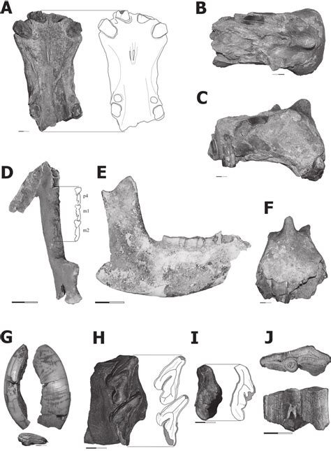 A-F, Mixotoxodon larensis (MRJP-936), porción anterior del rostro en... | Download Scientific ...