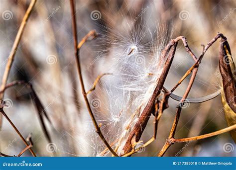 Dried Flying Seeds of Apocynum Cannabinum Dogbane, Amy Root, Hemp Dogbane, Prairie Dogbane ...