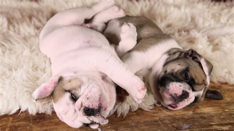 Sleeping Bulldog puppies 1306049 Stock Video at Vecteezy