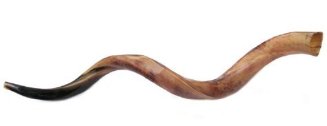 Jumbo HUGE 36" Kudu Yemenite HORN SHOFAR Kosher All Polished Kudu, Jumbo, Horns, Horn, Antlers