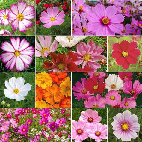 Crazy For Cosmos - Cosmos Seed Mix | Cosmos flowers, Flower seeds ...
