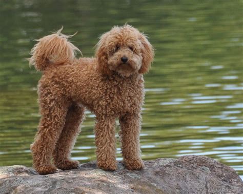 Miniature Labradoodle Dog Info, Temperament, Puppies, Training, Pictures | Labradoodle dogs ...