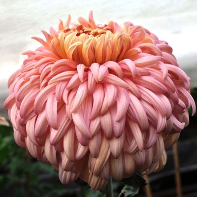 Chrysanthemum Peach John Wingfield 14b - Halls of Heddon | Chrysanthemum, Peach john, Peach