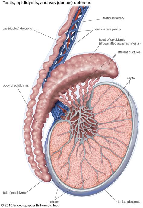 Seminiferous tubule | anatomy | Britannica