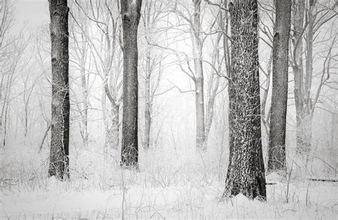 Snowy Forest | Jeffrey Logesky | Flickr