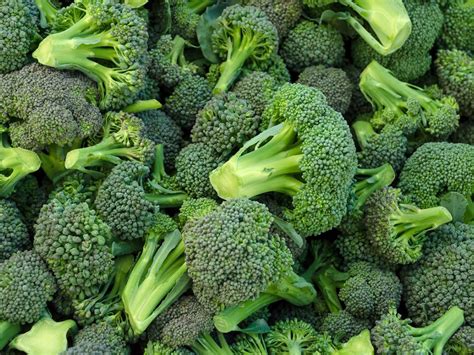 Storing Broccoli Heads: What To Do With Your Broccoli Harvest