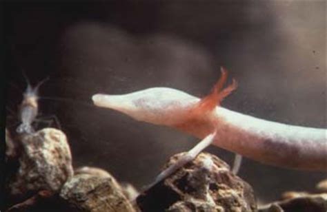 Texas blind salamander - Alchetron, The Free Social Encyclopedia