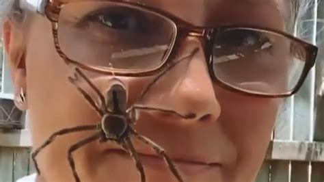 Australia: Huntsman spider crawls up brave woman's face | World News ...