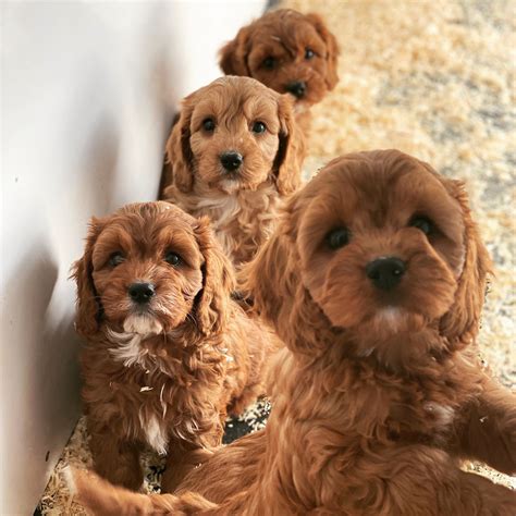 Cavapoos | Qualified Breeders Cavapoo UK