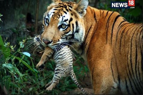 चंद्रपूरच्या जंगलातल्या वाघांना हलवणार; स्थलांतरामागे हे आहे कारण tigers from chandrapur tiger ...