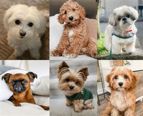 Top 7 Low Energy Hypoallergenic Dogs That Don't Shed 9 in 2021 | Dog ...