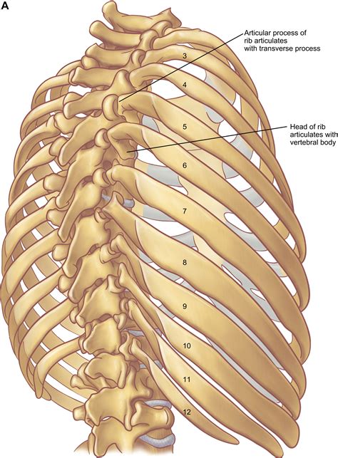 Lower Ribs Diagram at Graciela Gutierrez blog