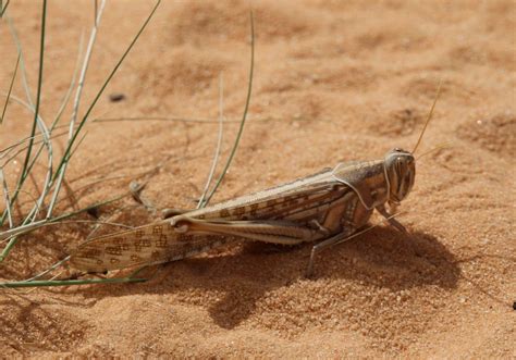 What Do Grasshoppers Eat In The Desert