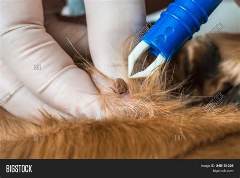 Veterinarian Doctor Image & Photo (Free Trial) | Bigstock