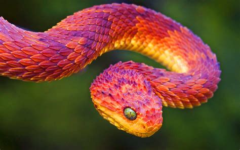 Red Snake Wallpapers - Top Free Red Snake Backgrounds - WallpaperAccess