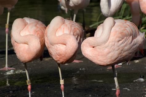 Why Flamingos Stand on One Leg | Live Science