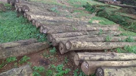 Plantation Teak Wood at Rs 2000/cubic feet | plantation teak wood logs in Kochi | ID: 19429277655