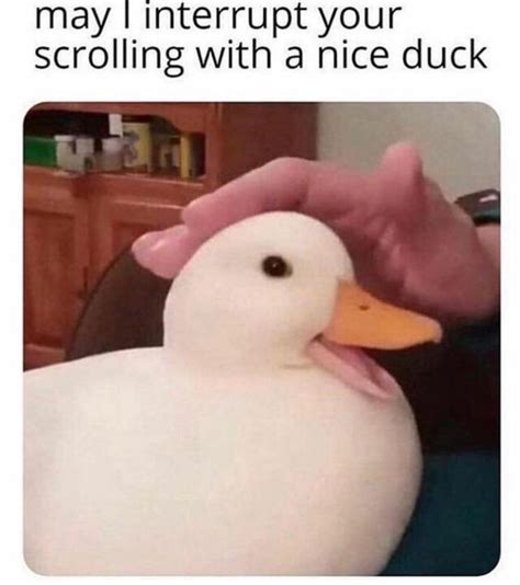 Quack : r/duck_memes