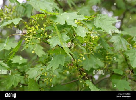 Norway Maple Tree Flowers, Acer platanoides, Sapindaceae Stock Photo ...