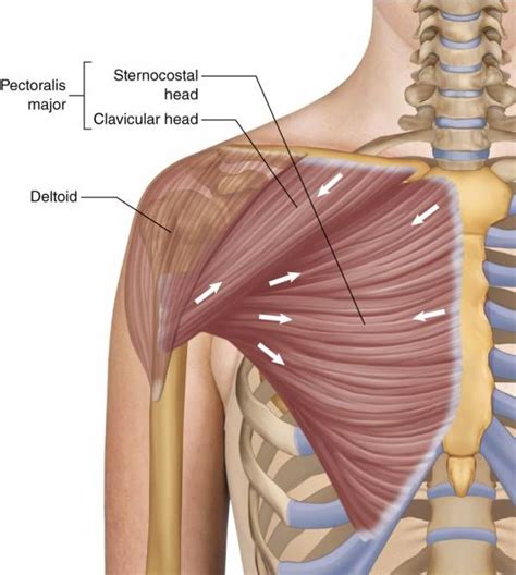 Adduct, Extend, and Rotate for Better Pecs | Pectoralis major, Human ...