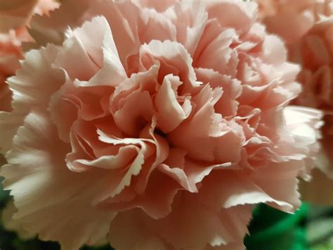 Pink Carnation Meaning | ubicaciondepersonas.cdmx.gob.mx