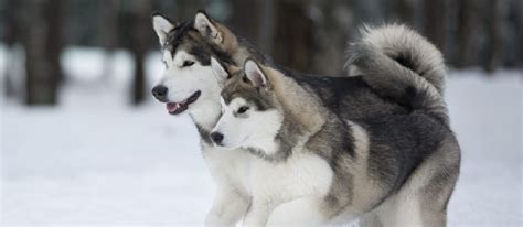 Alaskan Malamute Dog Breed Temperament And Personality - Playful and ...