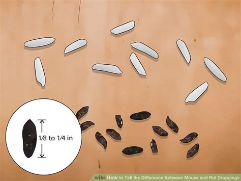 7 Easy Ways to Tell the Difference Between Mouse and Rat Droppings