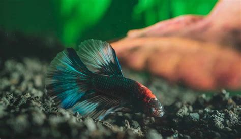 Best Betta Fish Food - Healthy + Colorful Betta | Aqua Movement