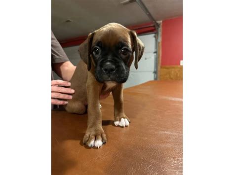 2 BOXER PUPPIES FOR ADOPTION in Carbondale - Puppies for Sale Near Me